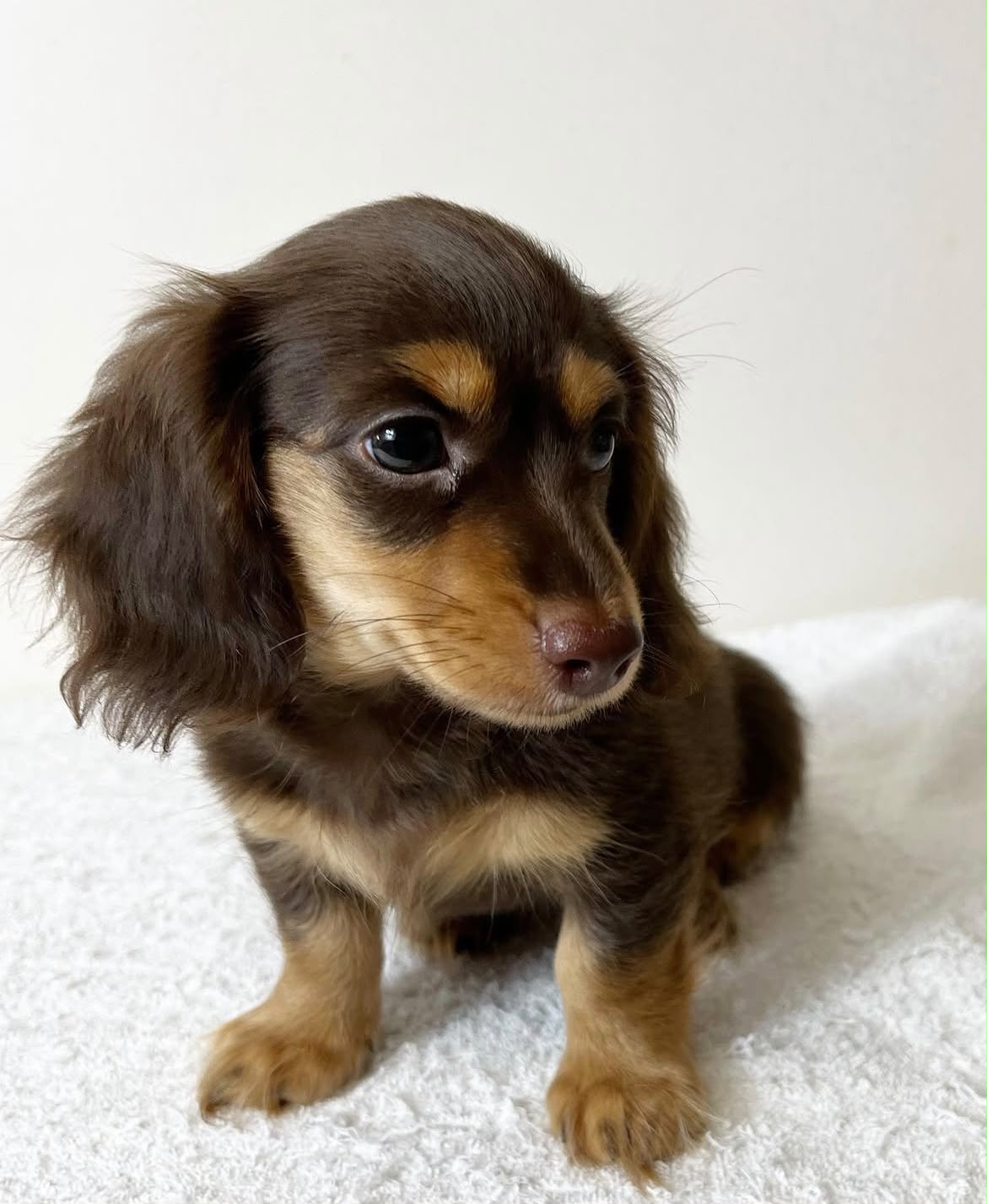 Miniature Longhair Dachshund puppy from Spunky Hound