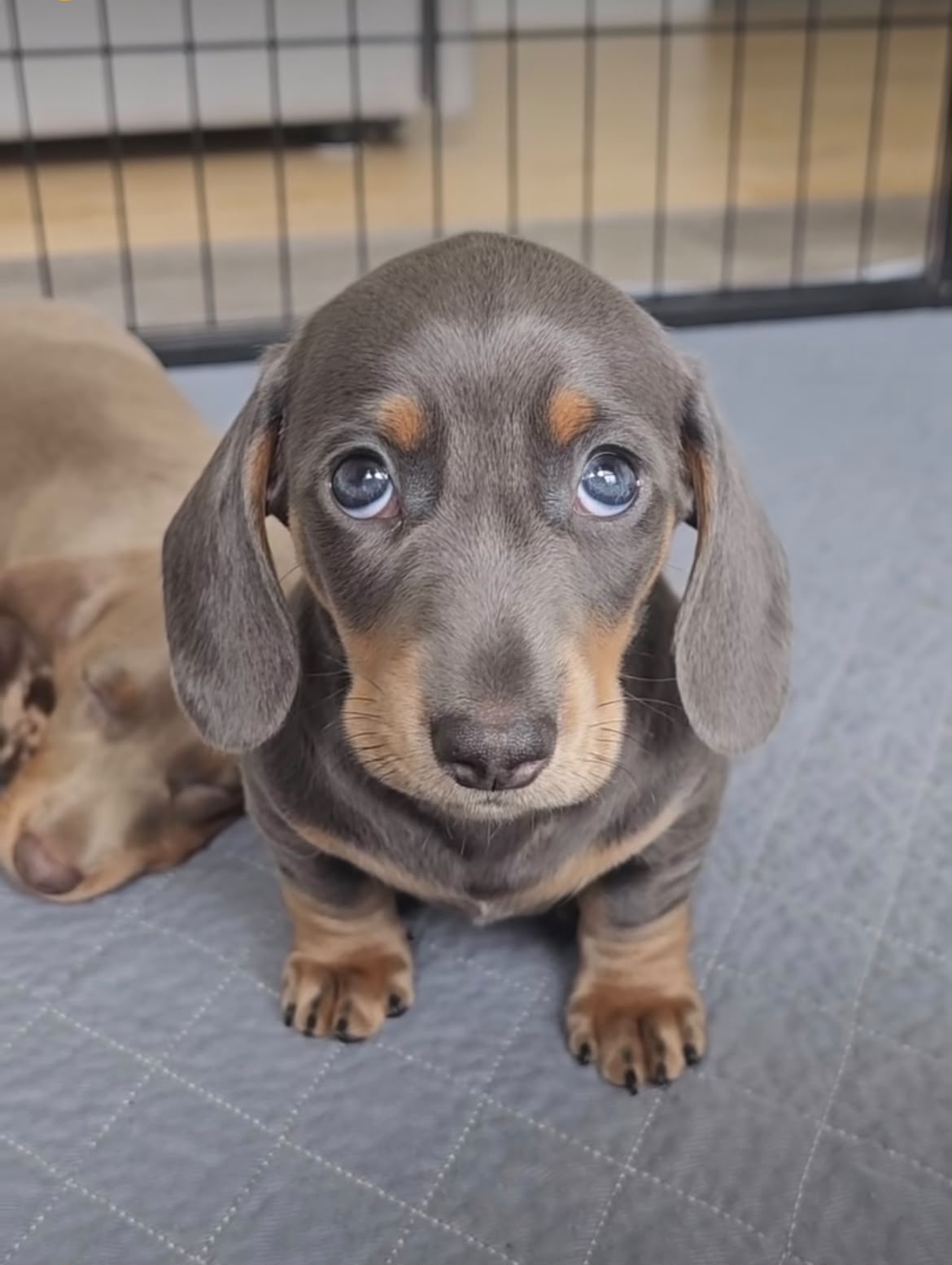 Miniature Smooth Dachshund puppy from Spunky Hound