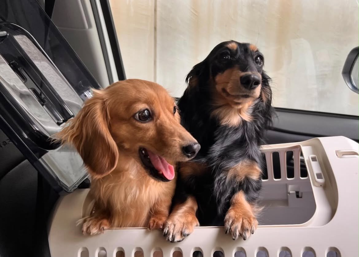 Parent pair Atlas & Willow at Spunky Hound