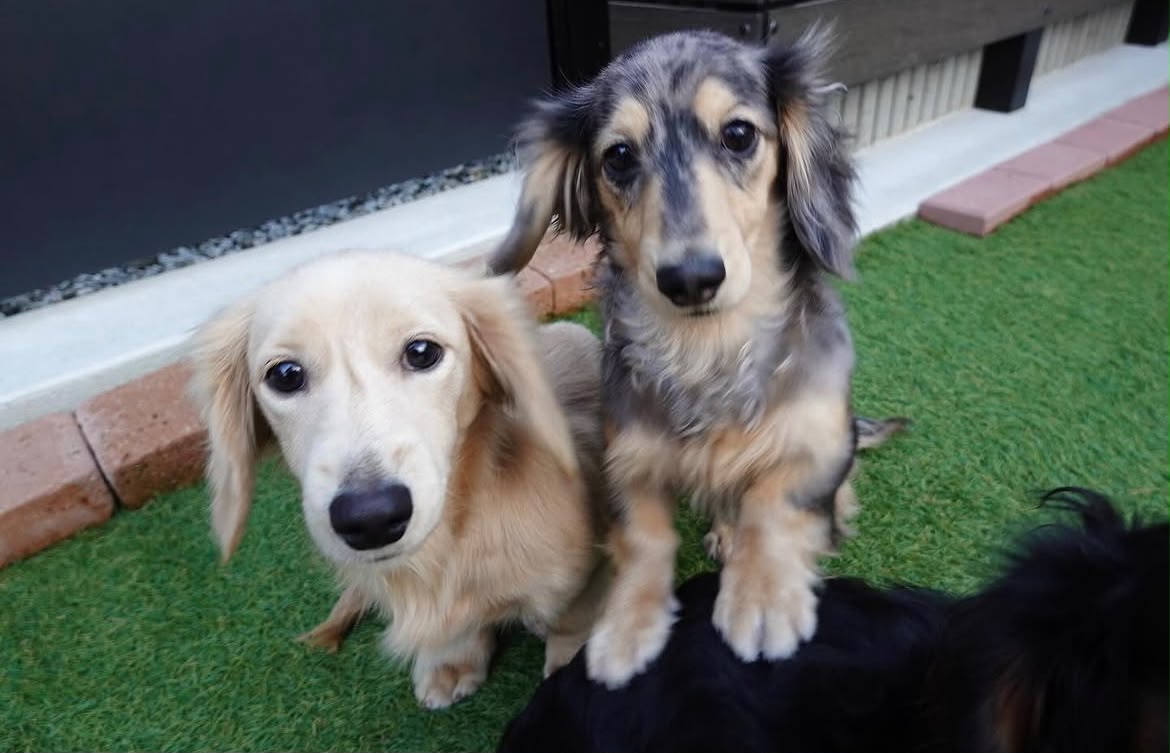 Parent pair Milo & Hazel at Spunky Hound