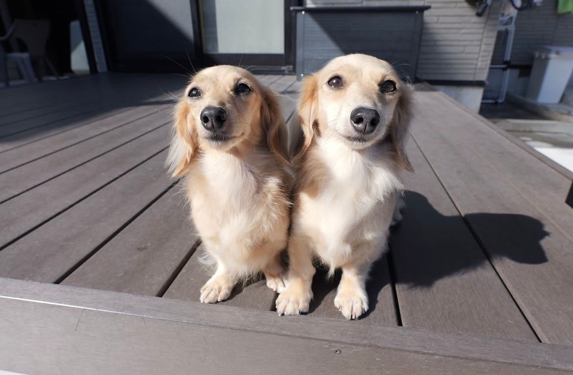 Parent pair Oliver & Daisy at Spunky Hound