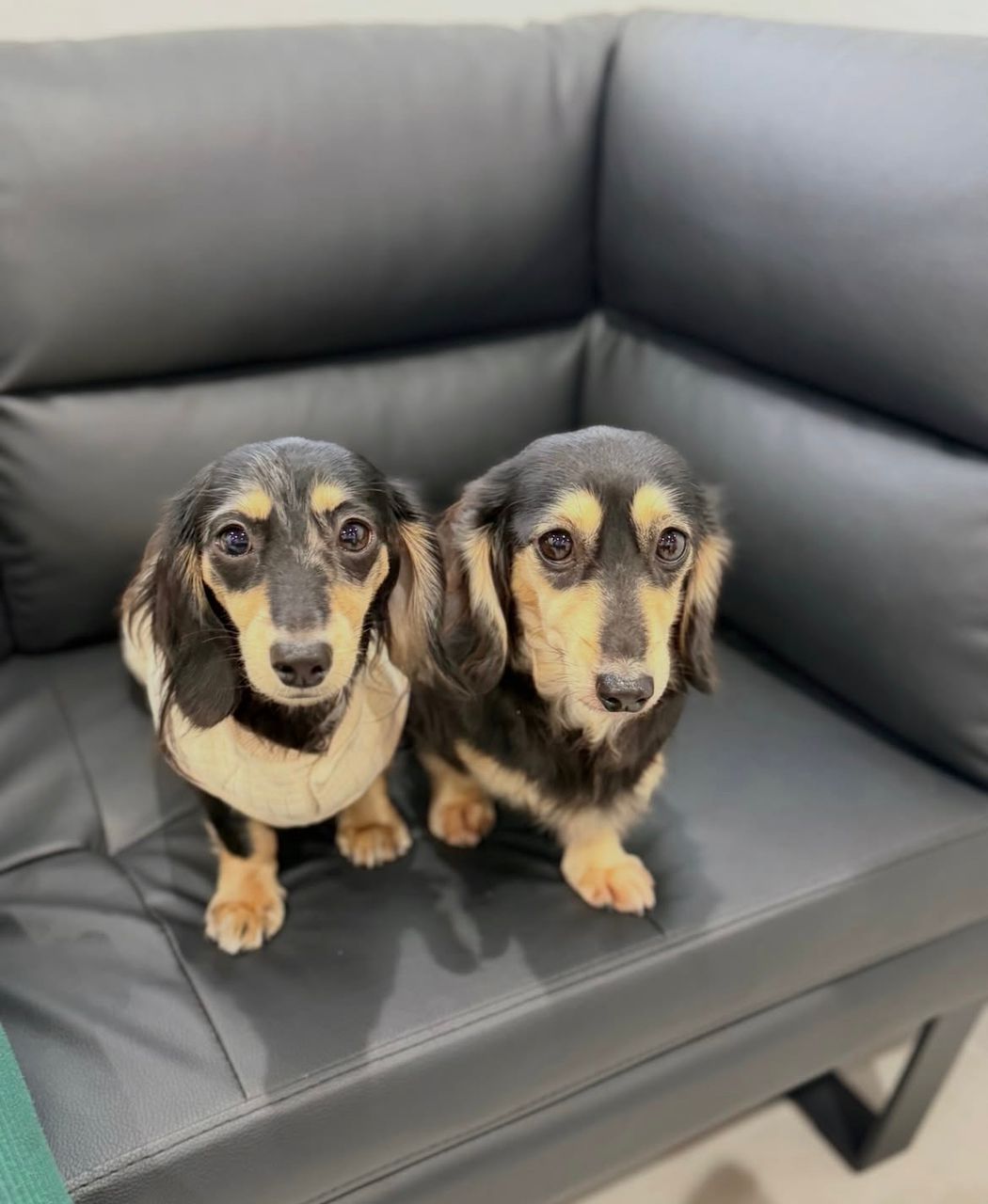 Parent pair Copper & Bella at Spunky Hound