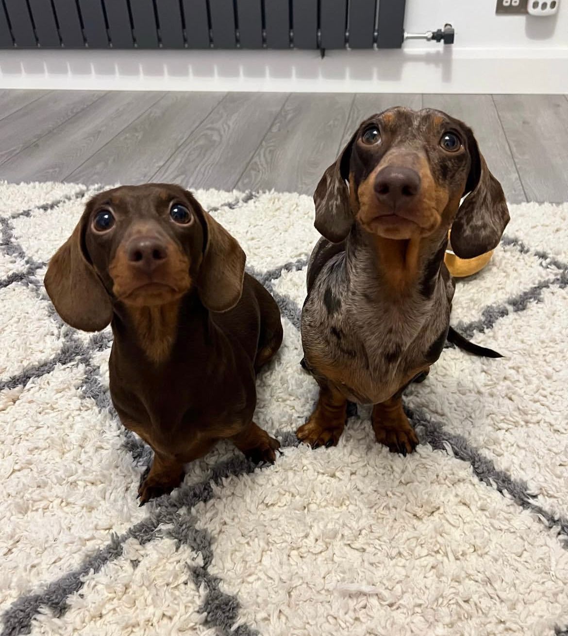 Parent pair Frankie & Lilly at Spunky Hound